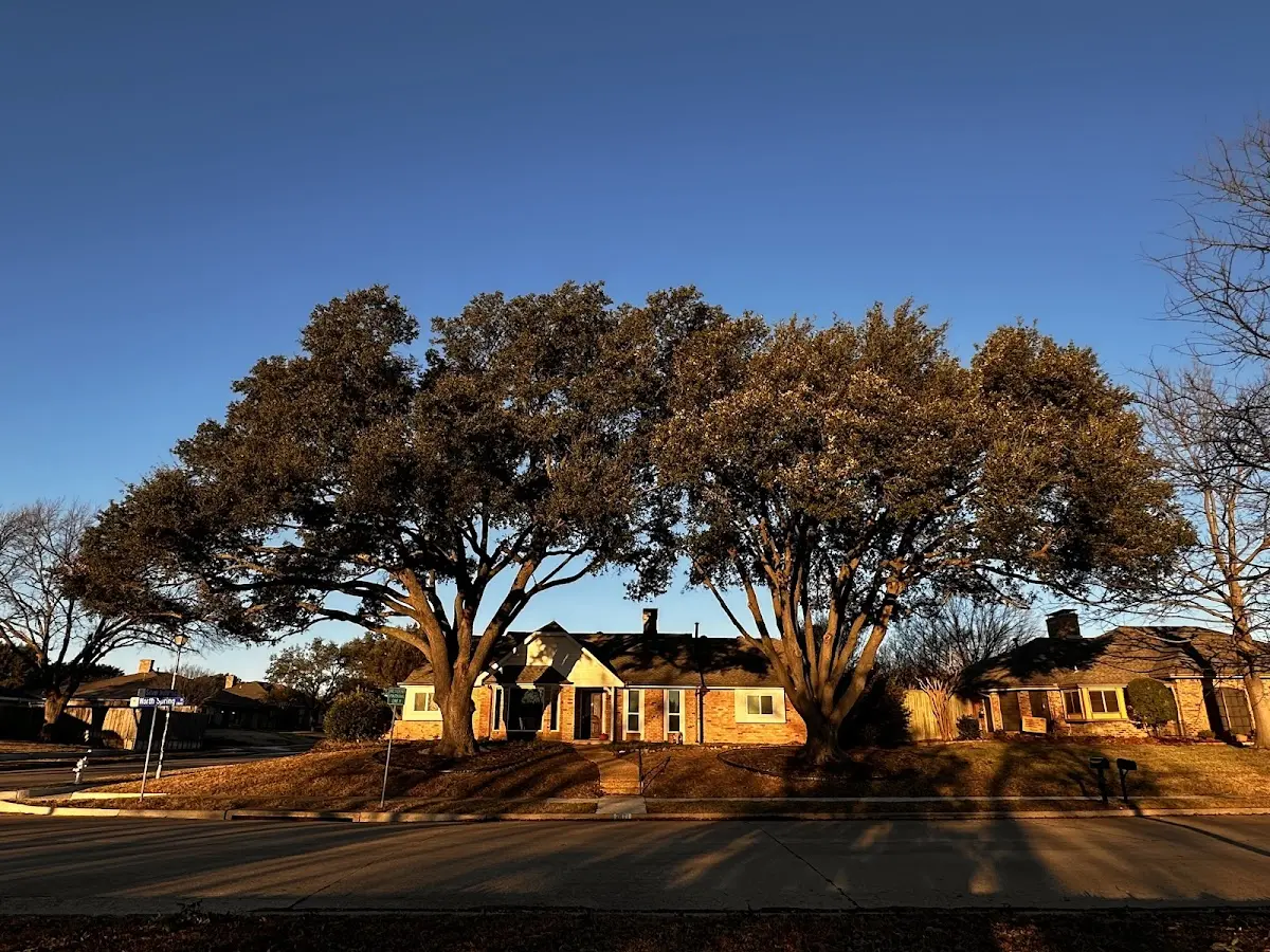 Established residential canopy tree shading a home in Spring Valley